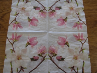 Magnolie