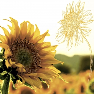 Slunečnice