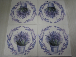 Lavander