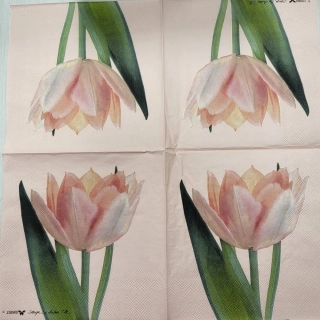 Tulipán