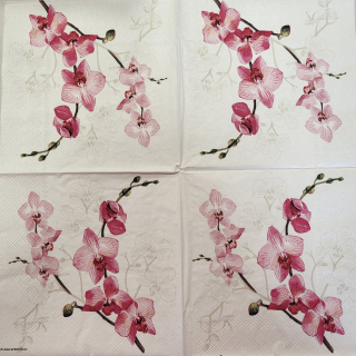 Orchidej