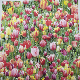 Tulipány